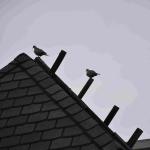 DSC_0058_01 (August 23, 2020)